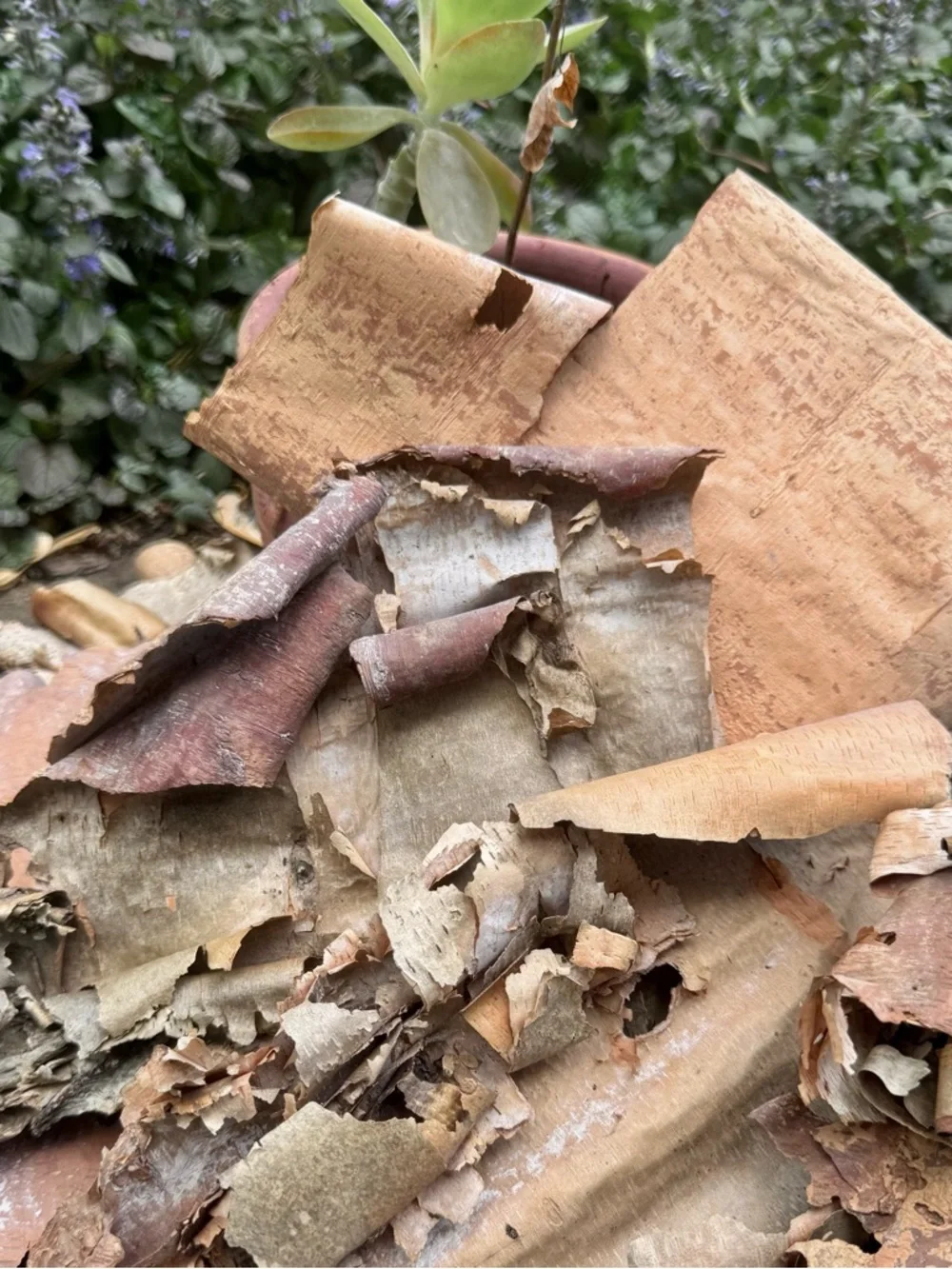 Beautifully Textured Natural River Birch Bark